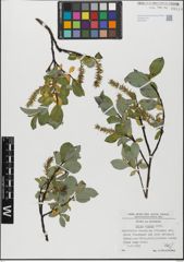 Foto von Salix glabra Scop.